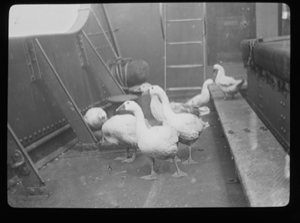 Image of Seven live geese, aboard